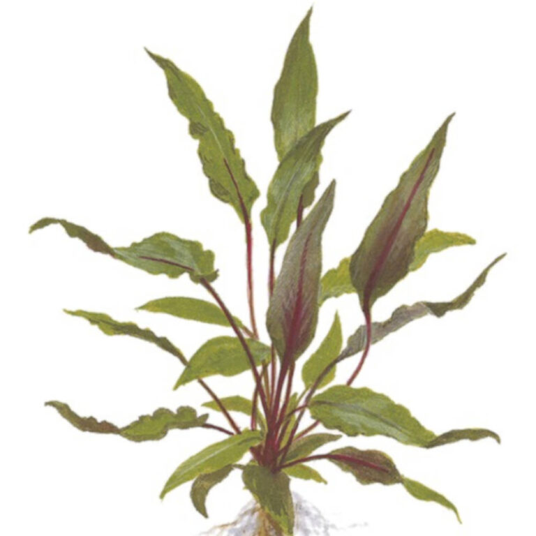 cryptocoryne-beckettii