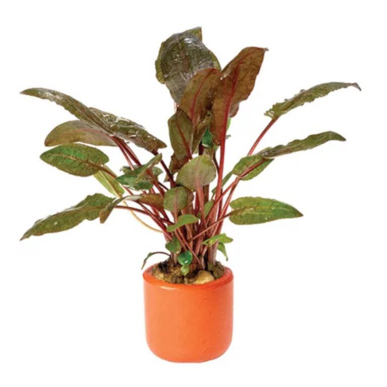 cryptocoryne-wendtii-tropica-terracotta-pot