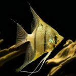 Scalare Angelfish - Rio Nanay
