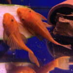Super Red Bristlenose Pair