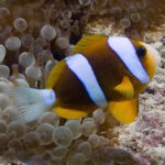 Barrier Reef Clownfish