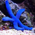 Starfish Blue