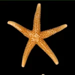 Orange starfish centered on a black background, clearly showing its five textured arms.