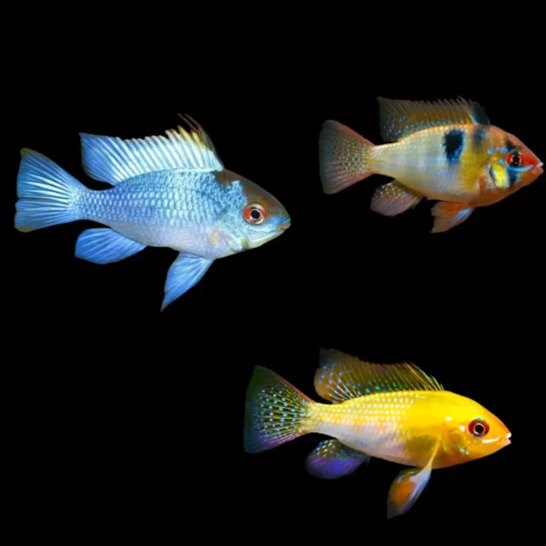 Three small tropical fish with blue, yellow, and orange coloring swimming against a black background.