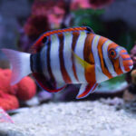 Harlequin Tuskfish