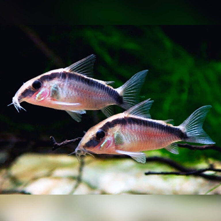 skunk-corydora