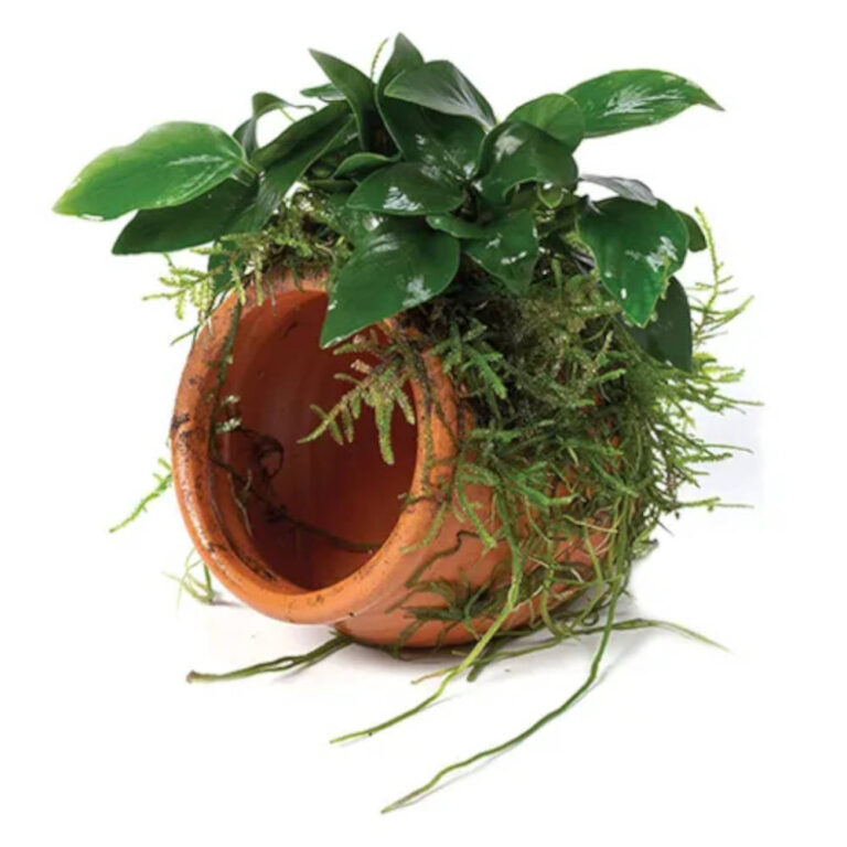 terracotta-urn-small-with-anubias-paco