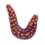 Tiger Tail Cucumber Medium