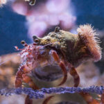 Anemone hermit crab