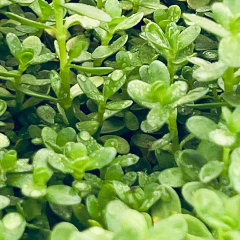 bacopa-monnieri