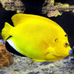 Blue Lip/Flagfin Angel