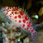 Pixie Hawkfish