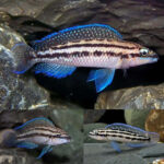 Julidochromis Dickfeldi