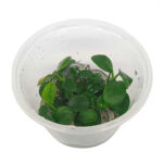 anubias-hastifolia-tissue-culture