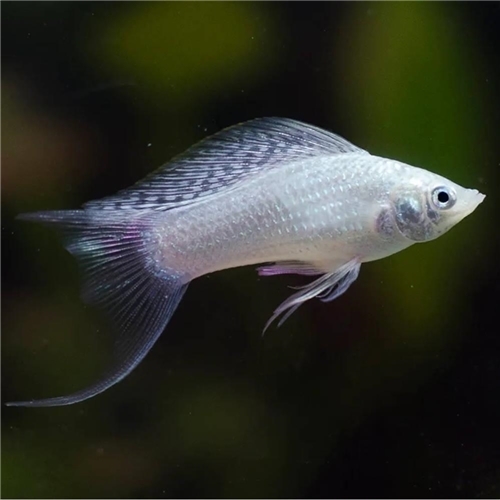 Assorted Sailfin Molly