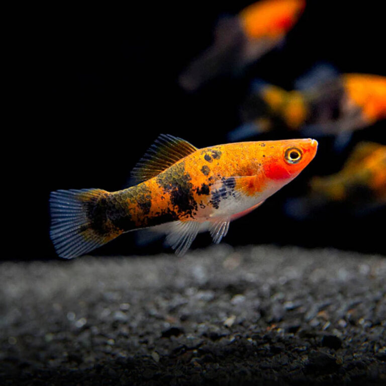 calico-koi-swordtail