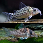 Corydora Agassizi - Wild