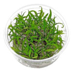 cryptocoryne-lucens-tissue-culture