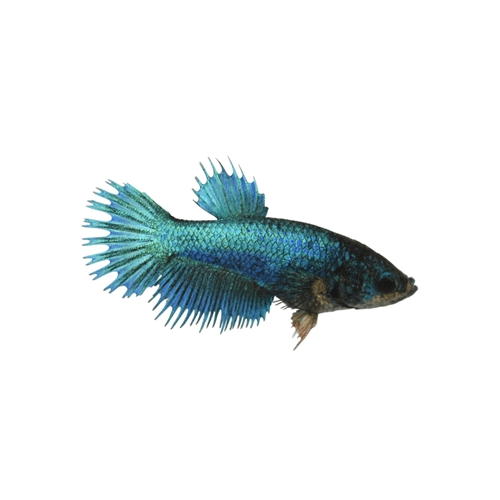 9813