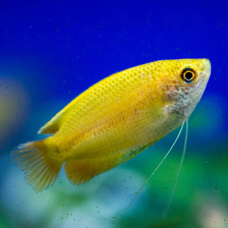 honey-gourami