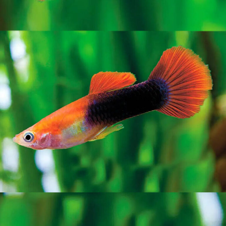 male-red-tuxedo-guppy