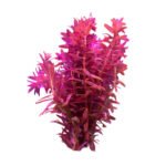 ruby-rotala