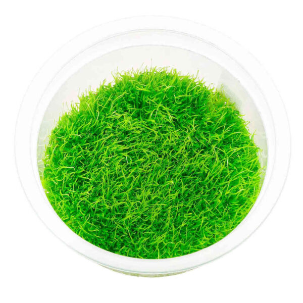 utricularia-graminifolia-tissue-culture