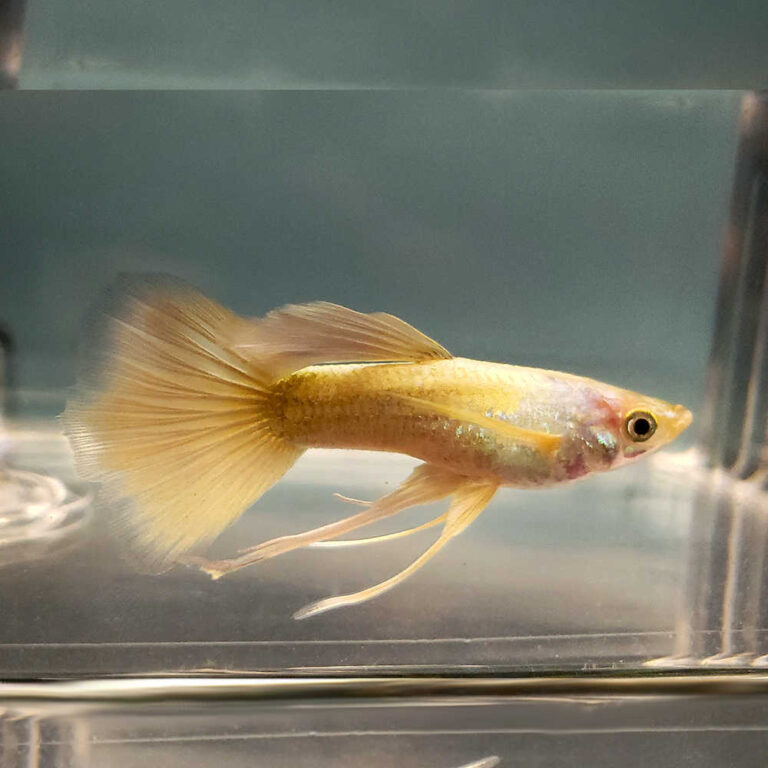 24k-gold-guppy