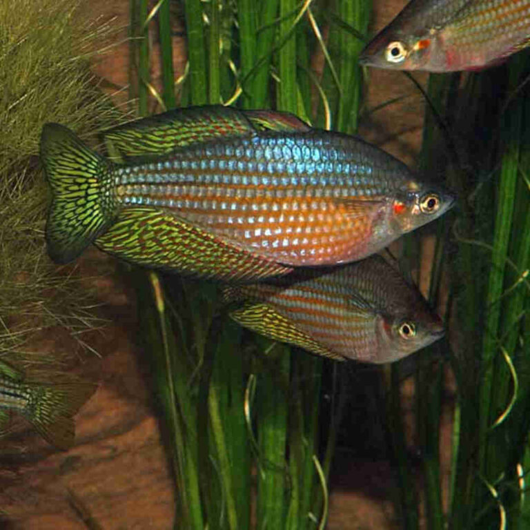 Chequered-Rainbowfish