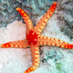 Elegant-Starfish