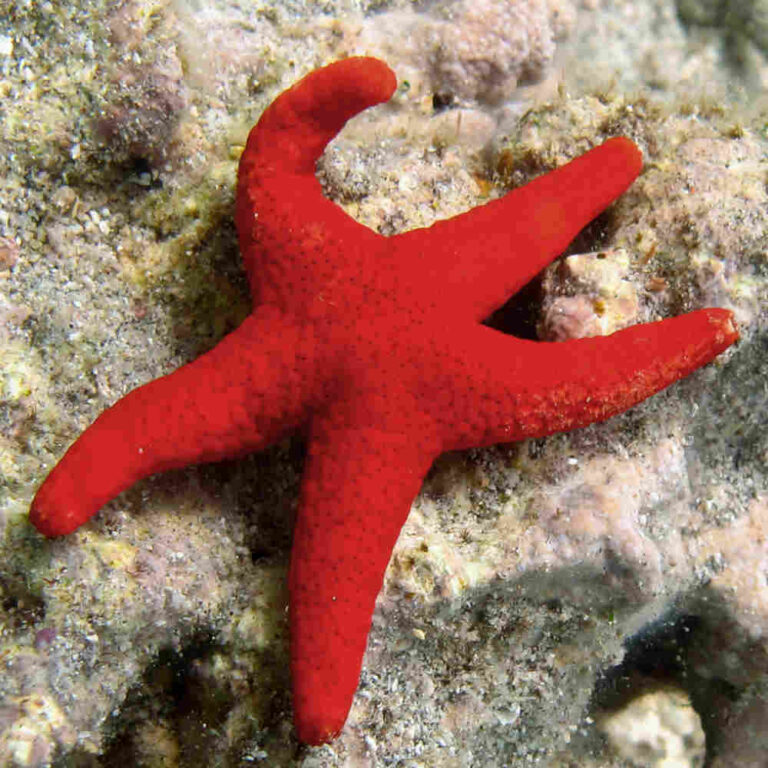 Red-Fromia-Starfish