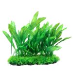 Green Amazon Sword Medium