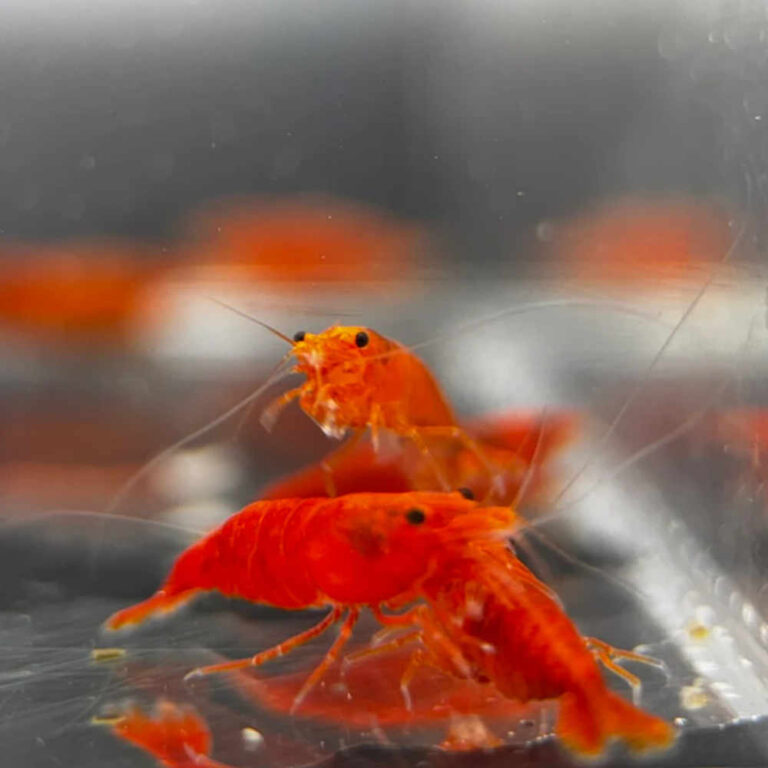 blood-orange-shrimp