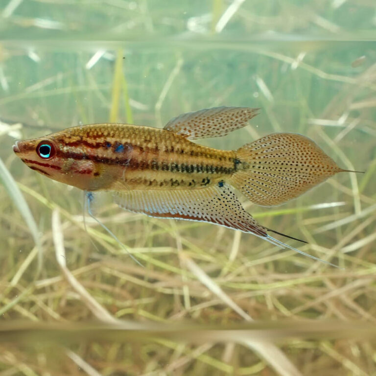 croaking-gourami