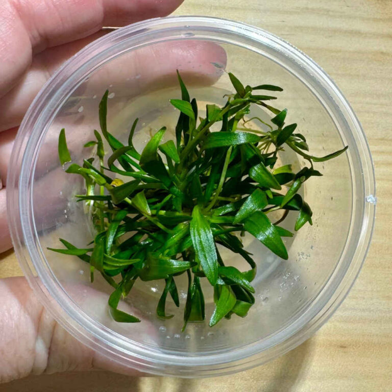 echinodorus-tenellus-broad-tissue-culture