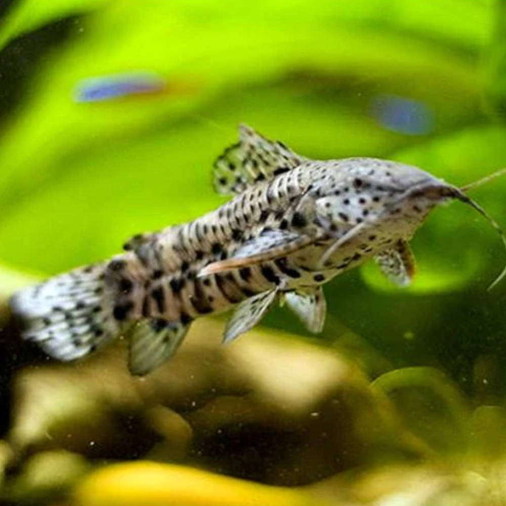 Catfish & Corydoras - Roxy Aquarium