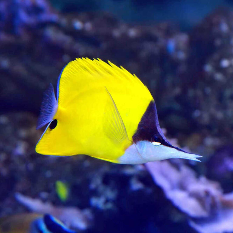 longnose-butterflyfish