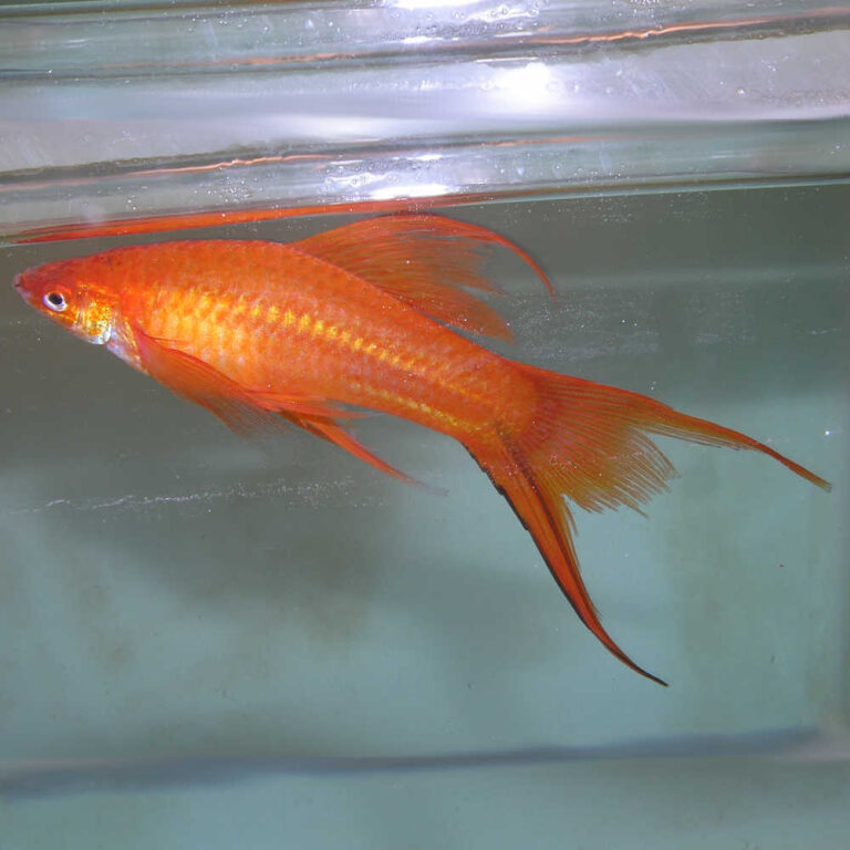 lyretail-blood-red-simpson-swordtail