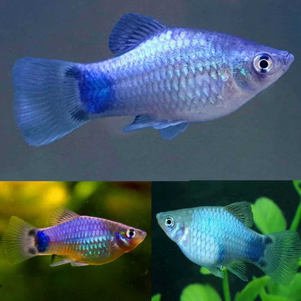 Neon Blue Mickey Mouse Platy Roxy Aquarium
