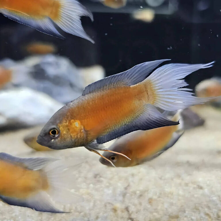 paradise-fish-orange-honey