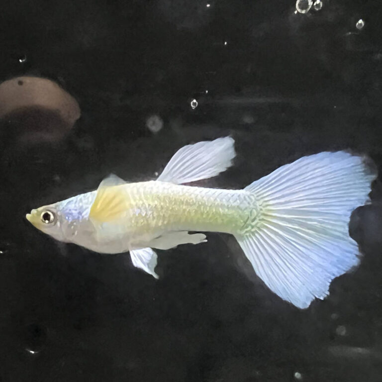 platinum-guppy