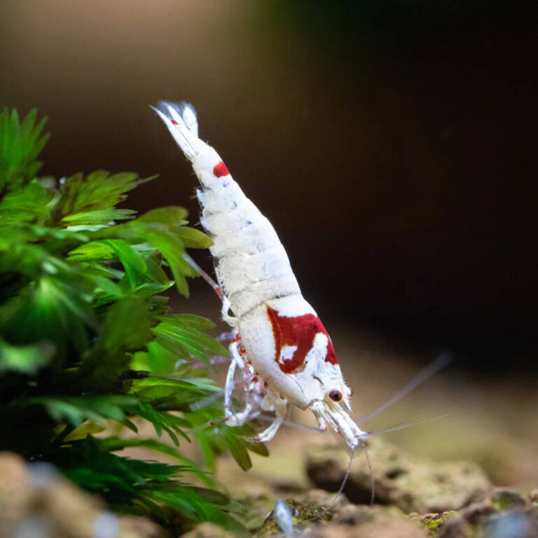pure-red-line-shrimp