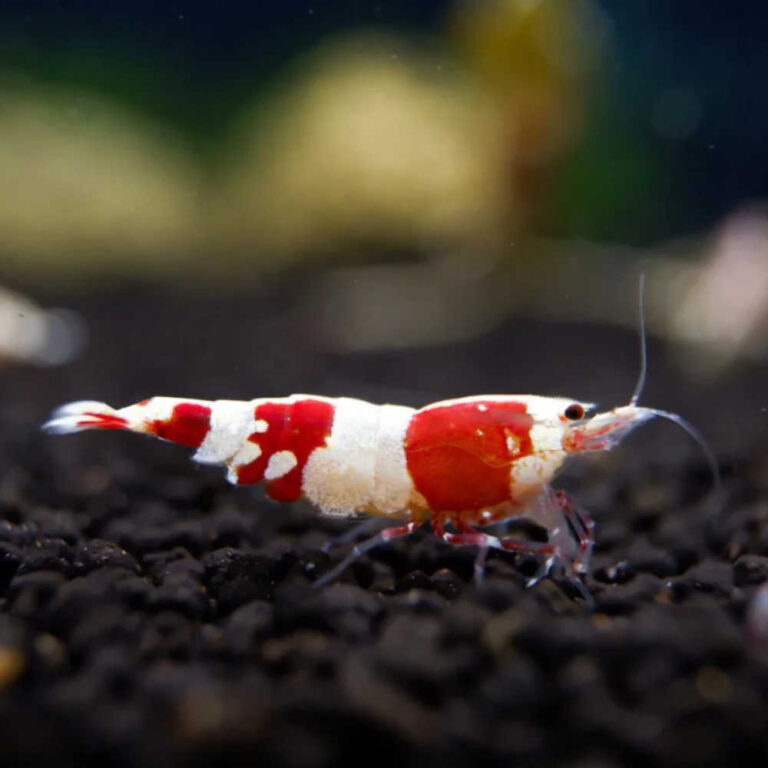 red-back-line-shrimp