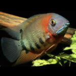 red-shoulder-rotkeil-severum
