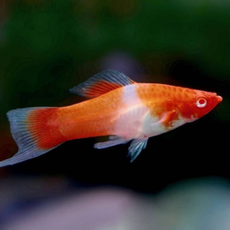 santa-claus-platy
