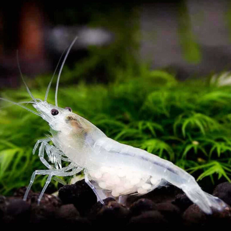 snowball-cherry-shrimp