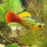 variatus-green-platy
