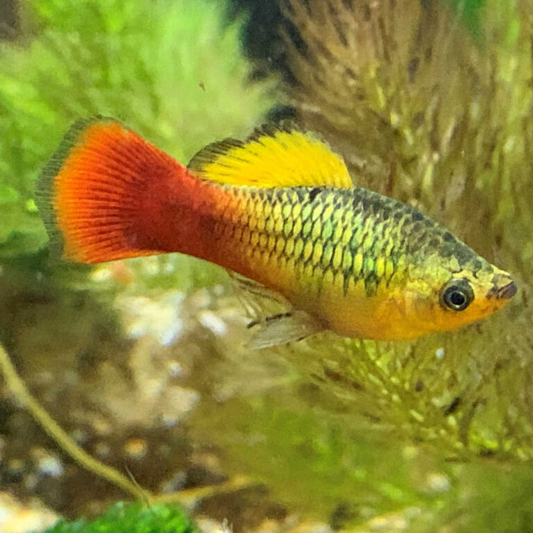 variatus-green-platy