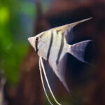 zebra-angelfish