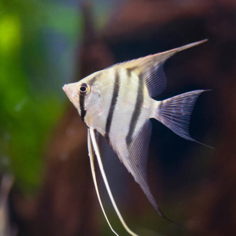 zebra-angelfish